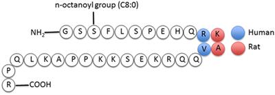 Ghrelin and Breast Cancer: Emerging Roles in Obesity, Estrogen Regulation, and Cancer